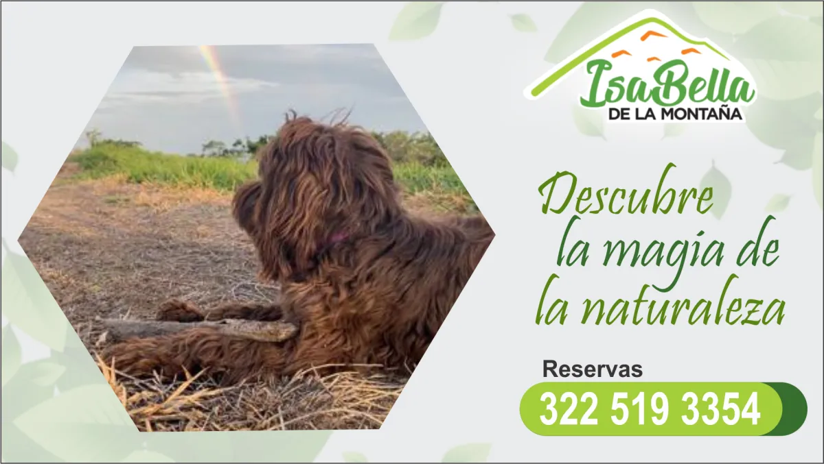 Galería Isabela de la Montaña — Glamping & Cascada - Foto 12