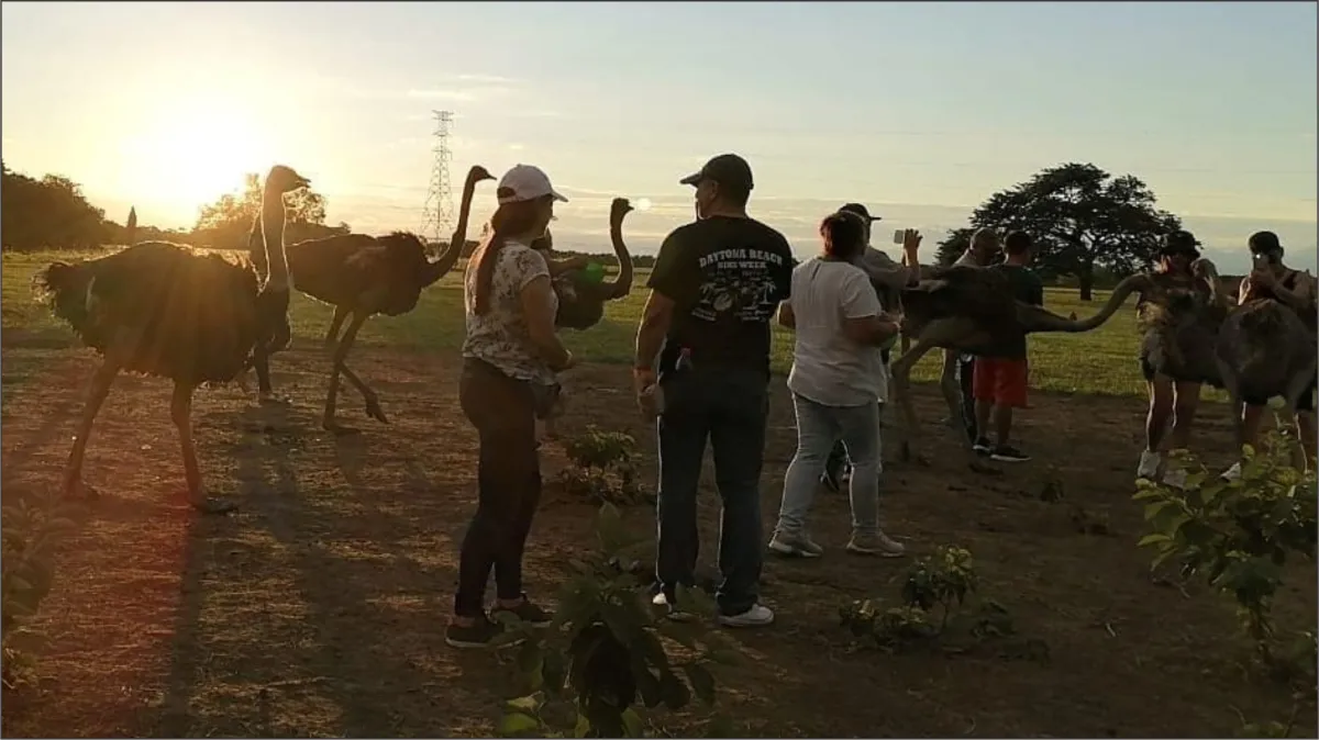 Galería Parque Avestruz - Foto 4